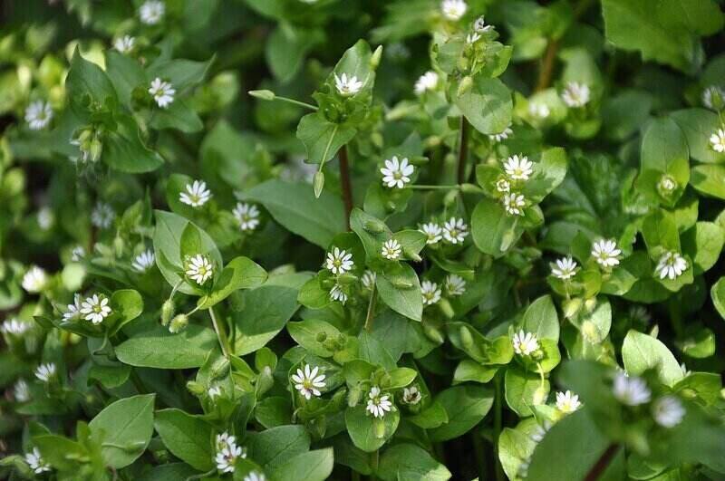 Common Chickweed