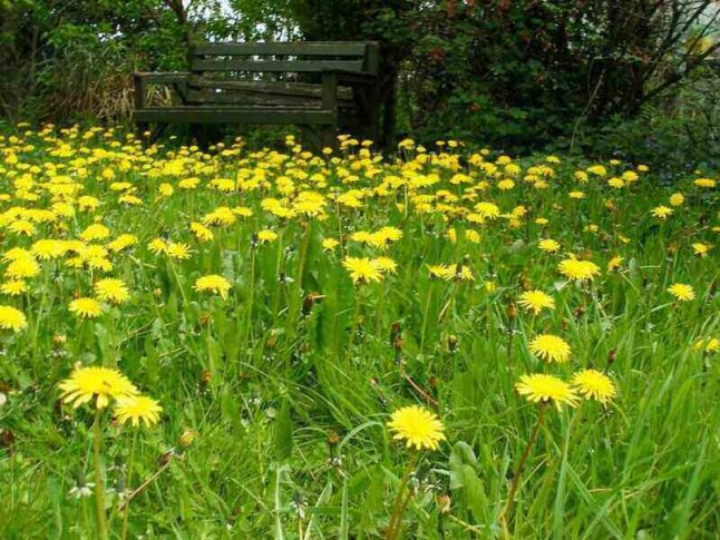 Dandelions