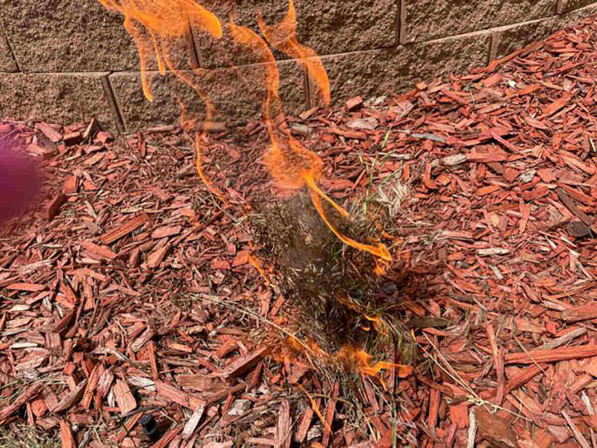 closeup of cheatgrass on fire