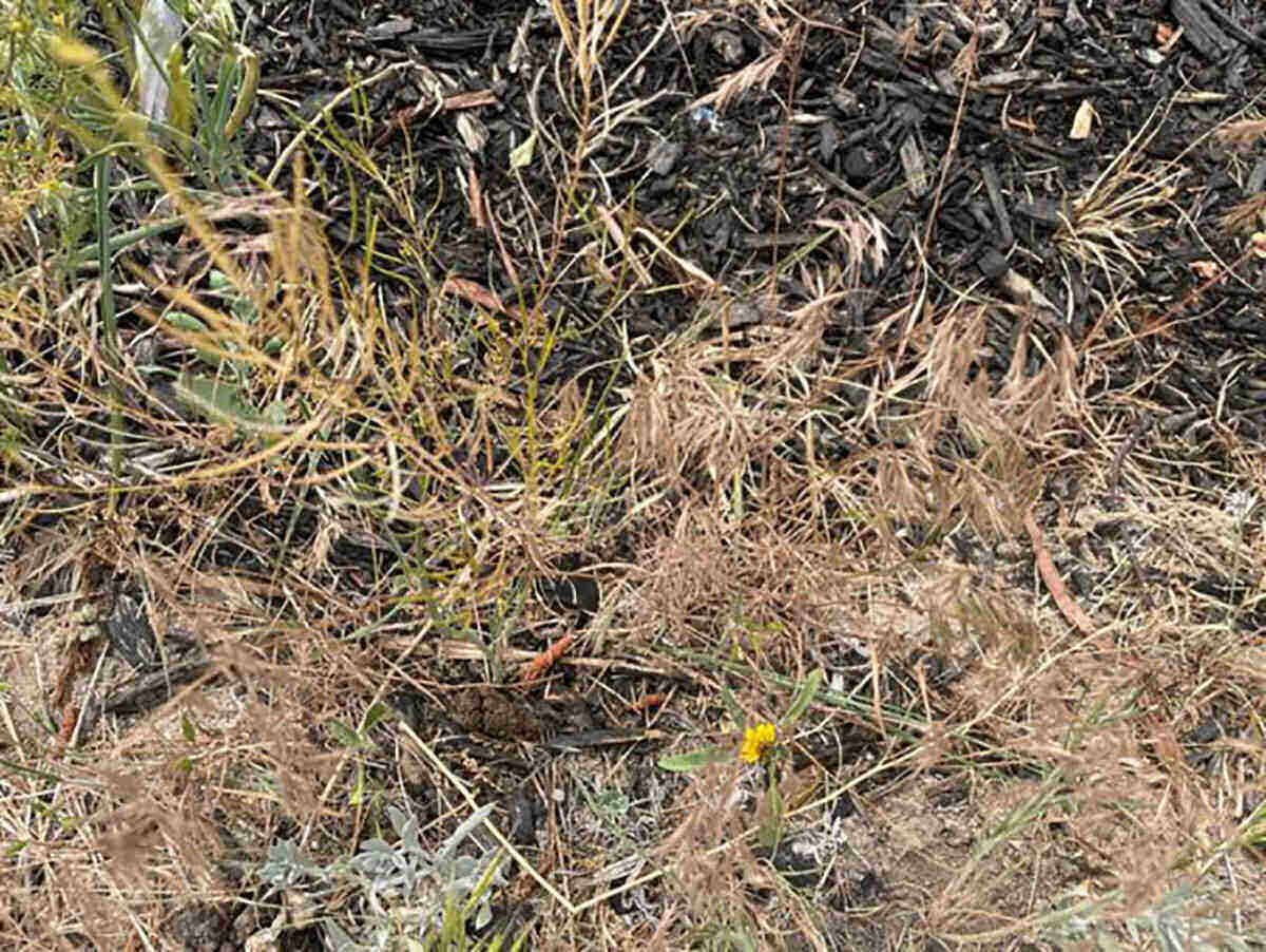 closeup of cheatgrass in a field