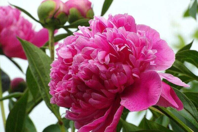 bright pink peony flower