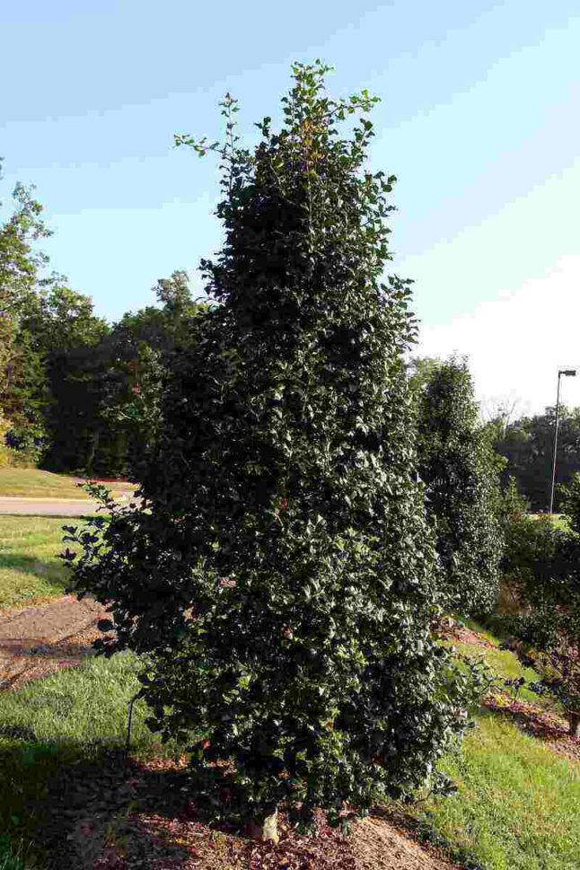 Ilex Opaca