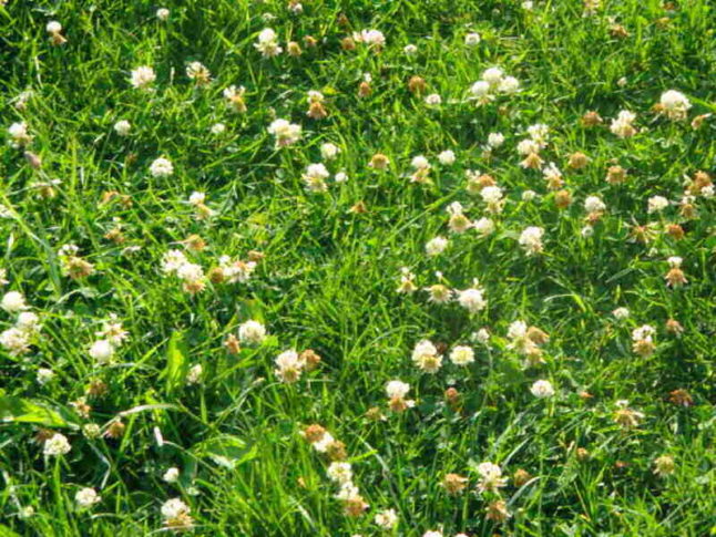 Clovers patch