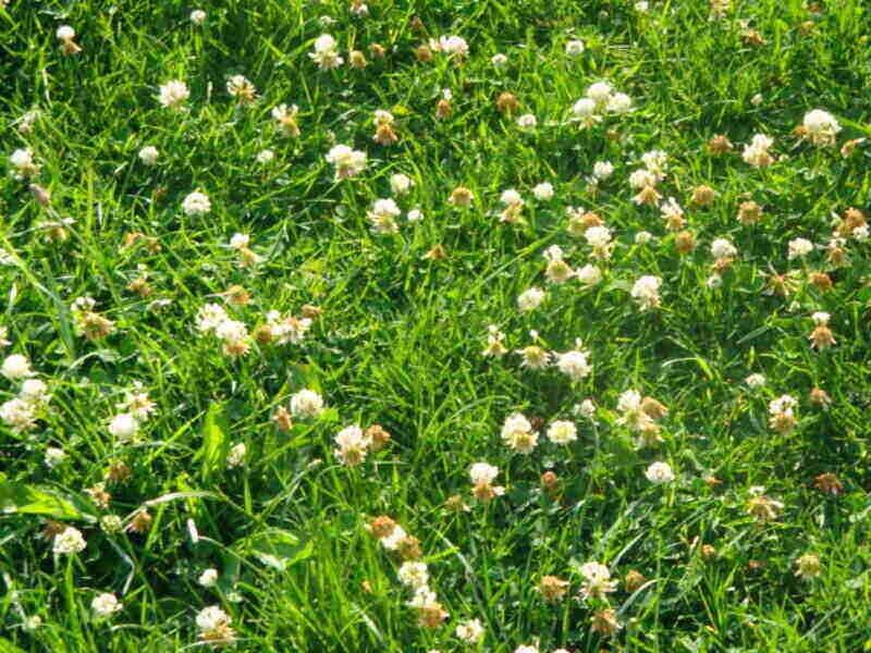 a lot of white clovers on a pasture