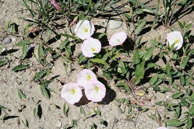 Bindweed