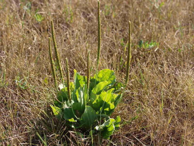 Plantain