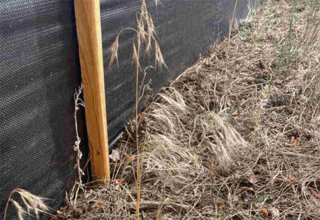 closeup of cheatgrass by a fence