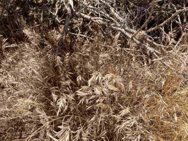 closeup of cheatgrass in the desert