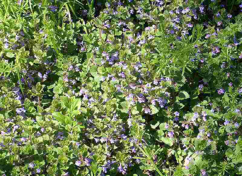 Closeup of creeping Charlie with purple flowers