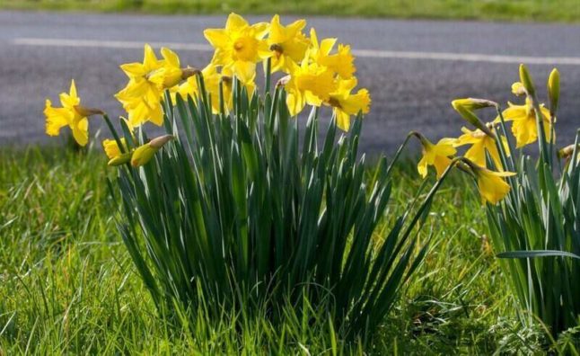 cluster of yellow daffodils in bloom