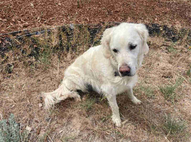 closeup of white lab