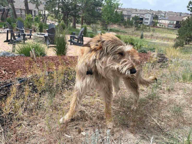 dog itching from cheatgrass