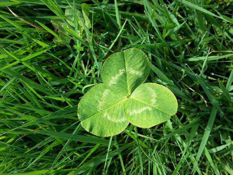 Clover leafs