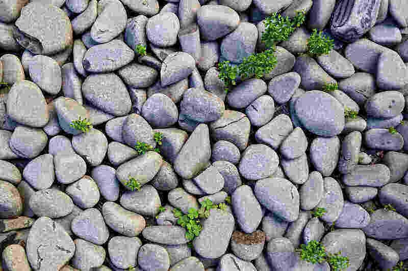 rocks in a garden
