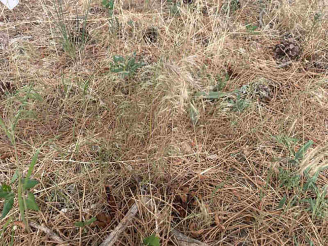 closeup of invasive cheatgrass