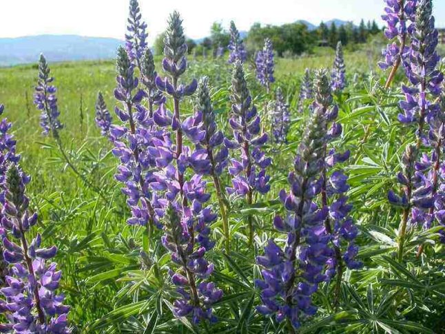 several lavender silvery lupine flowers in a field