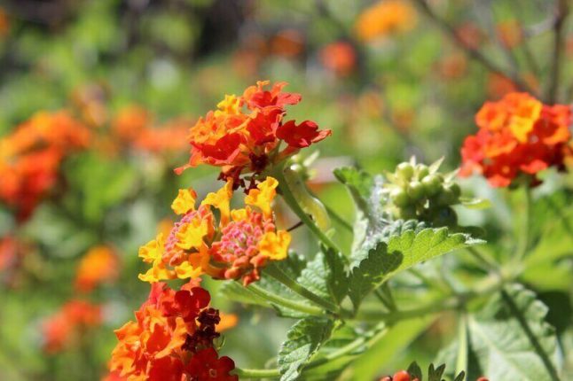 Close up of orange-red Texas lantana flowers