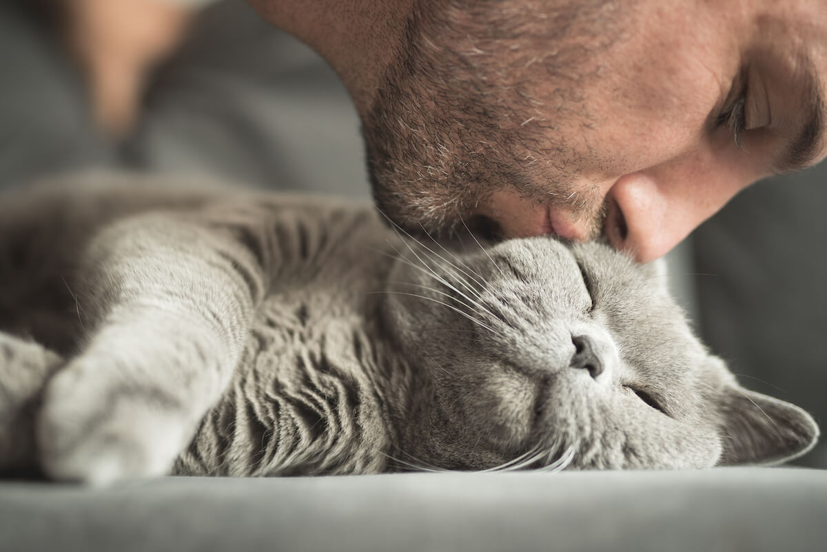 Man kissing his gray cat lying down asleep