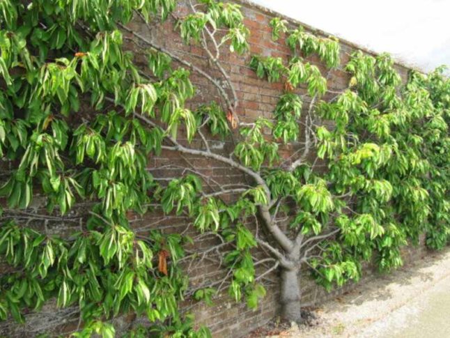 How to Espalier a Fruit Tree