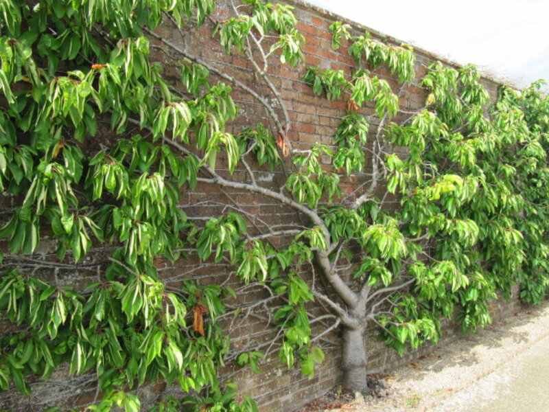 Espalier cherry trees