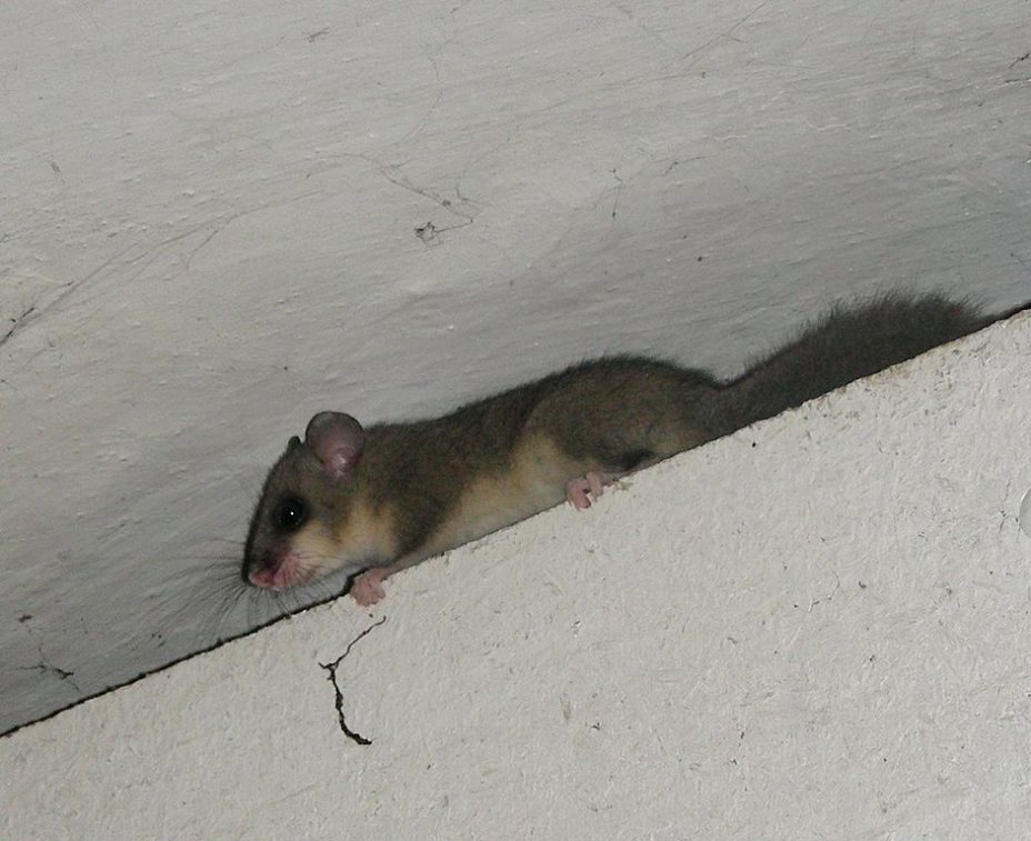 Getting Rid of Dead Animal Smell Lawnstarter