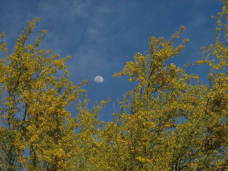 A daytime moon peeks through a clear blue sky above blooming Blue Palo Verde trees with vibrant yellow flowers