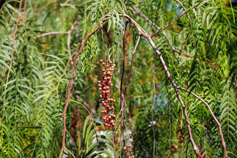A California pepper tree with long, drooping branches, narrow feathery leaves, and clusters of small red peppercorn-like berries hanging gracefully.
