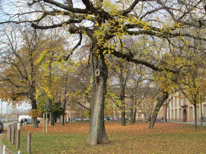 Celtis occidentalis tree in a yard
