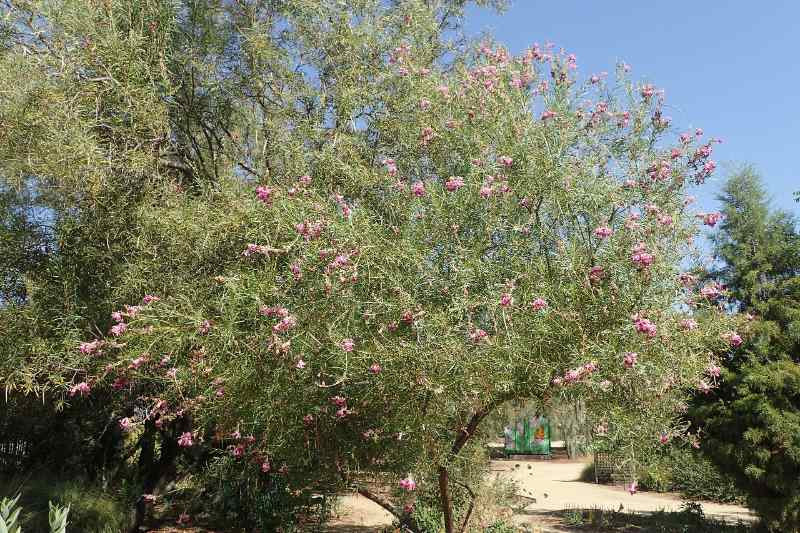 Chilopsis linearis tree in a garden