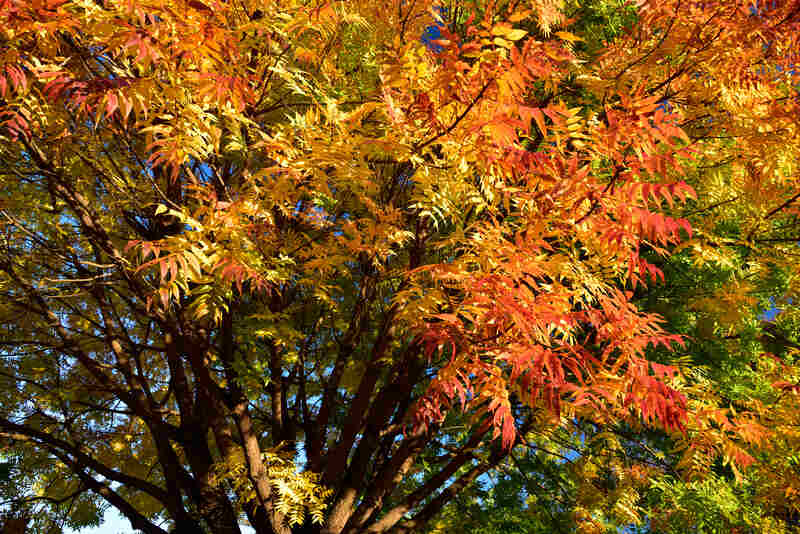 A Chinese pistache tree glowing with brilliant autumn foliage, showcasing a fiery mix of red, orange, and golden-yellow leaves.