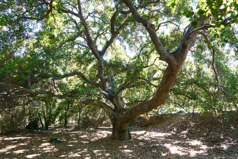 Coast Live Oak tree in a garden