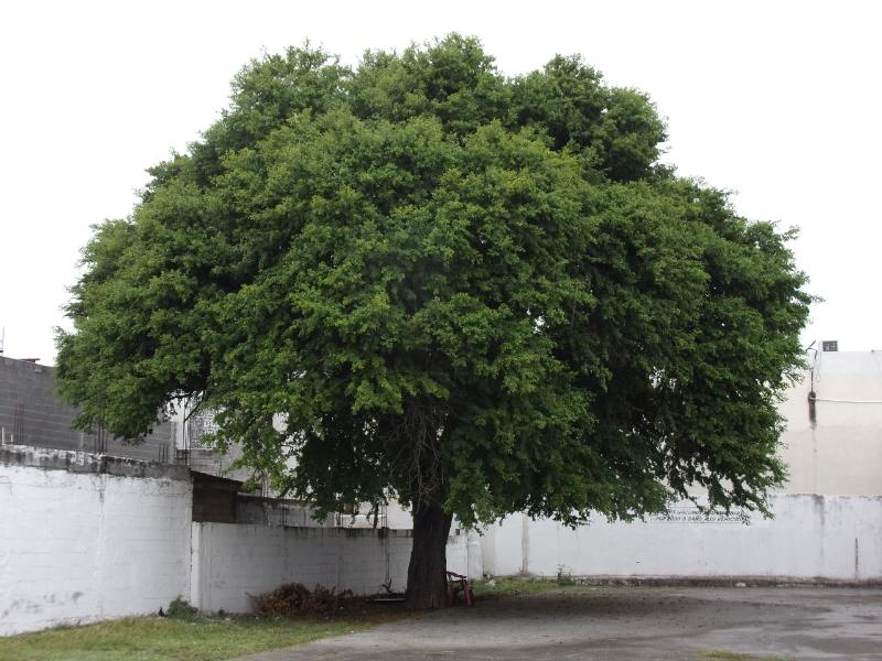 Ebenopsis ebano tree in a house yard