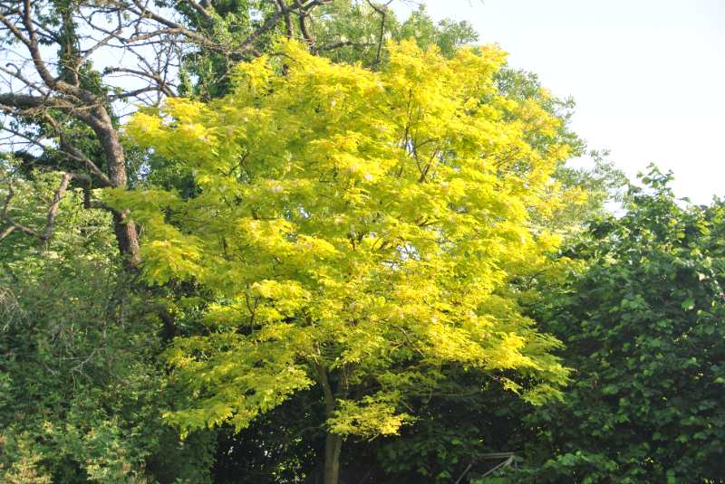 Gleditsia triacanthos tree in a garden