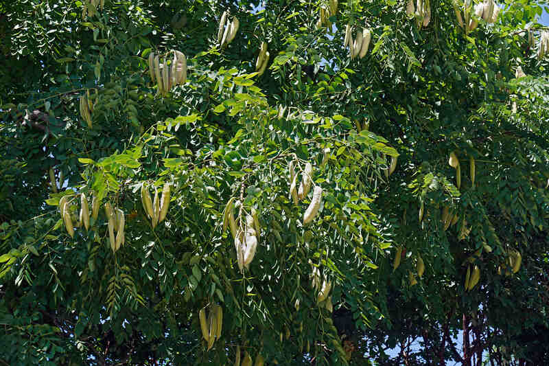 A Kentucky coffeetree with dense green foliage and clusters of large, hanging seed pods