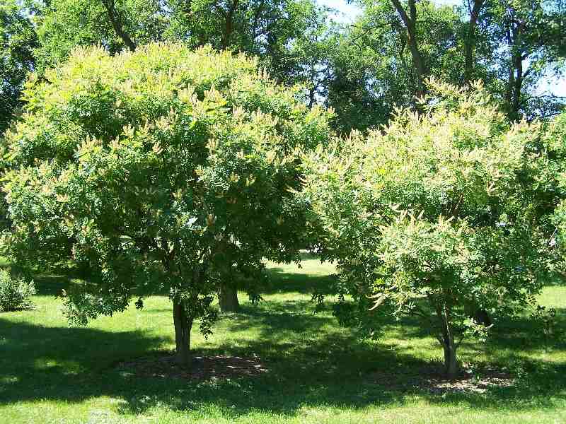 Maackia amurensis tree in a garden