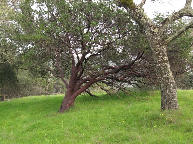 closeup of Manzanita tree