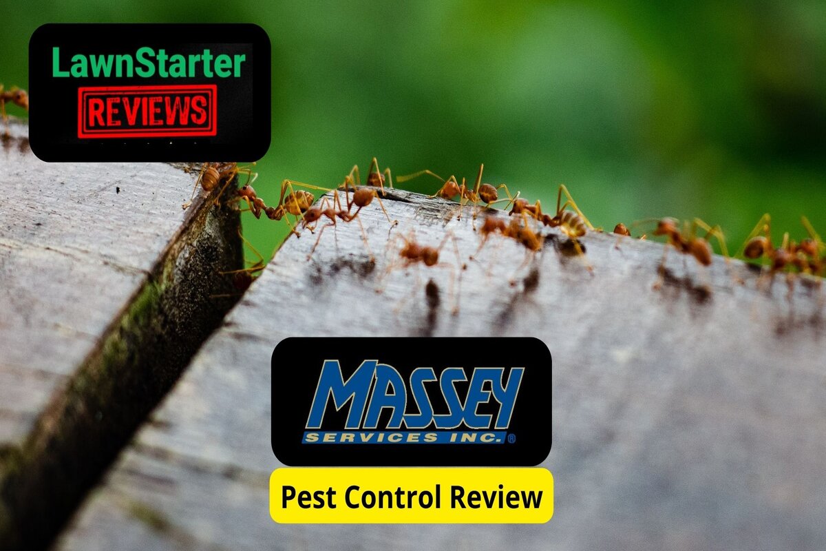 Massey Services Pest Control Review Lawnstarter