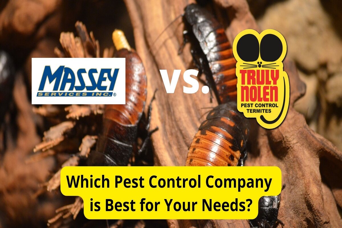 Text: Massey Services Vs Truly Nolen | Background Image: Cockroaches