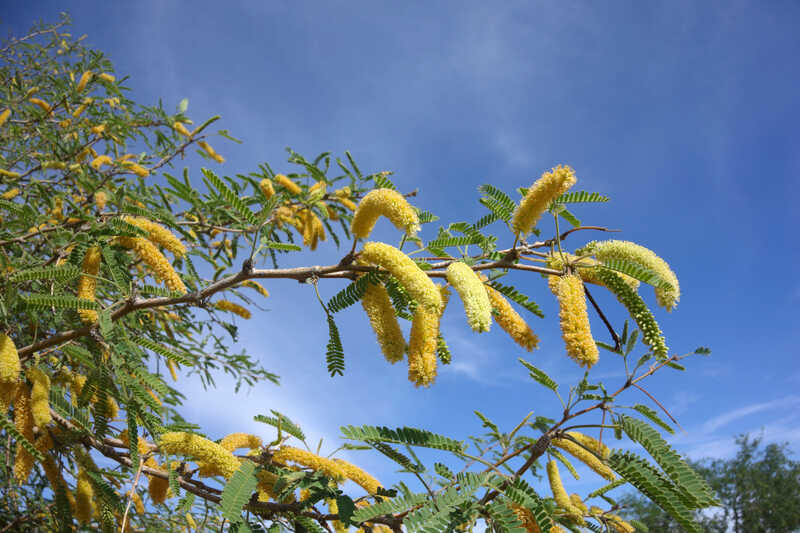 A mesquite tree branch bearing slender, feathery leaves and bright yellow, fuzzy catkin-like flower clusters against a clear blue sky