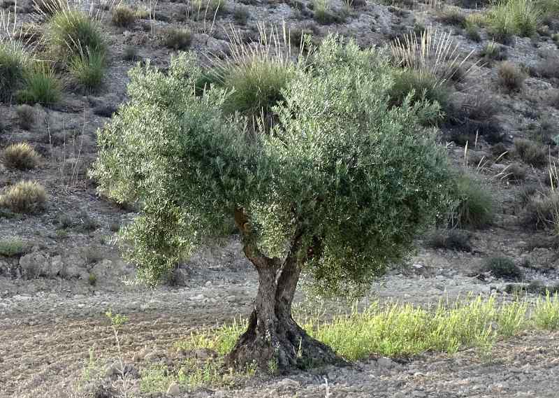 Olea europaea tree in a field