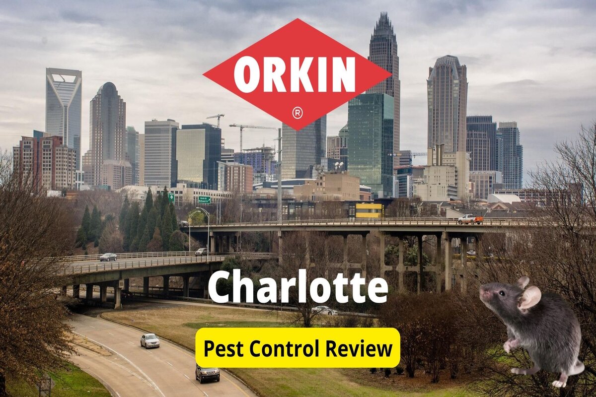 Text: Orkin in Charlotte | Background Image: Charlotte Sky Scape City