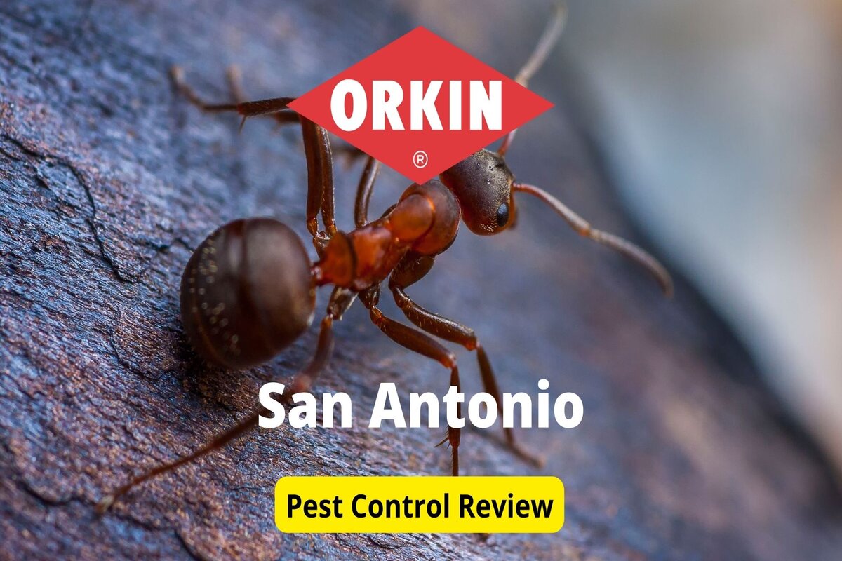 Text: Orkin in San Antonio
