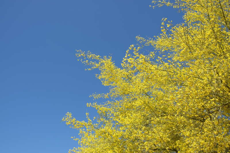 Palo verde tree during springtime with yellow crown