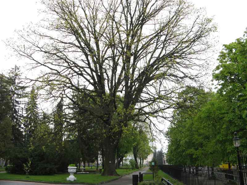 Quercus macrocarpa tree in a park