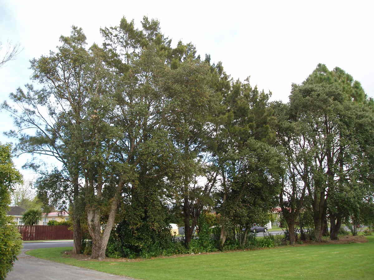 Quercus suber trees in a yard
