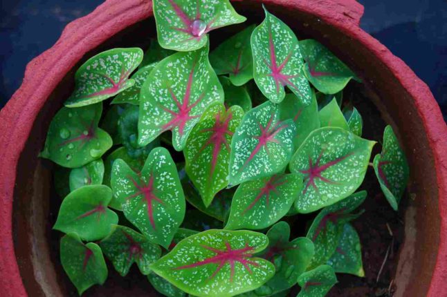 elephant ear plant