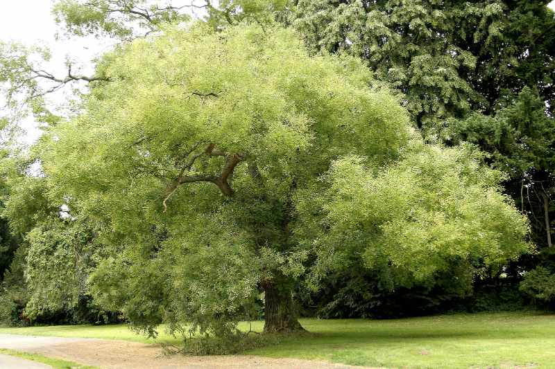 Sophora japonica tree in a garden