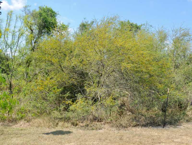 Vachellia farnesiana tree in a garden