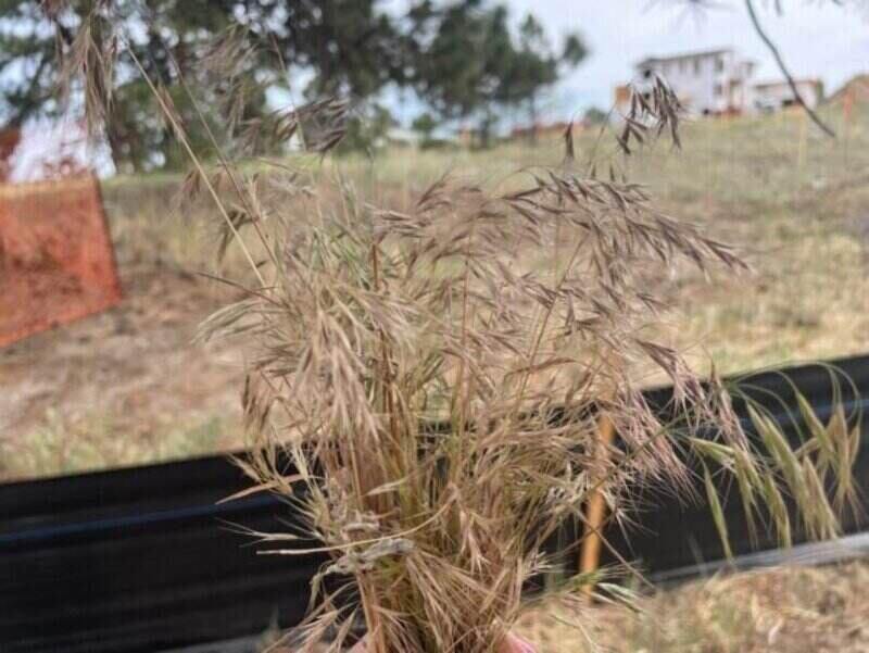 Close-up of dry cheatgrass seed heads held outdoors, with a sloped field, dark fence, pine trees, and distant house.