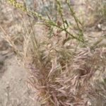 How to Get Rid of Cheatgrass